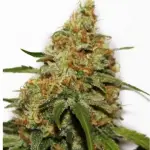 CBD Kush Seeds