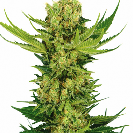 The Best Autoflower Seeds You Could Obtain I Growing Marijuana Blog