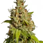 Durban Poison Feminized