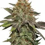 Fruit Autoflower Seeds