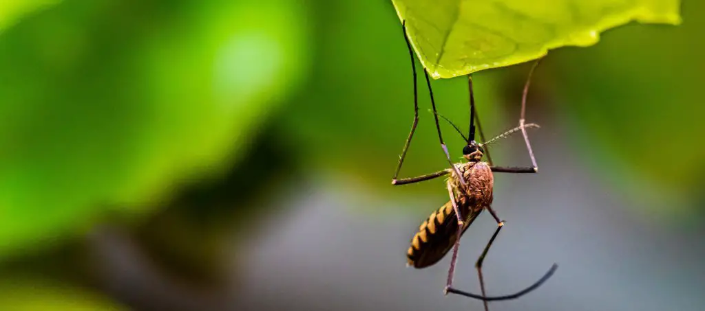 Fungus Gnats