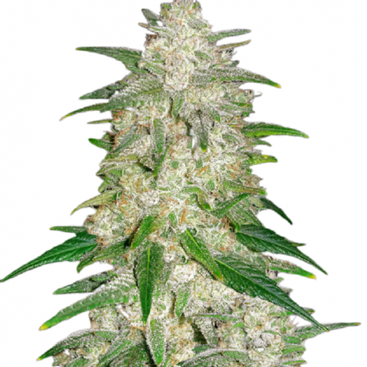 The Best Autoflower Seeds You Could Obtain I Growing Marijuana Blog