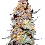 Granddaddy Purple thc strain