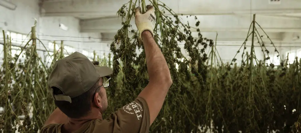 Cannabis Harvest