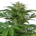 Haze Autoflowering