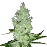 Jack Herer Feminized