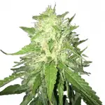 Moby Dick Feminized