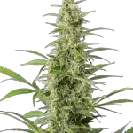 Sour Diesel Feminized