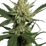 Strawberry Banana Feminized