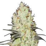 Strawberry Cough Feminized