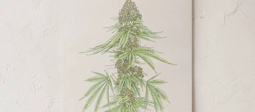 Goldleaf White99#1 botanical illustration