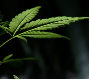 Anatomy of the Cannabis Plant