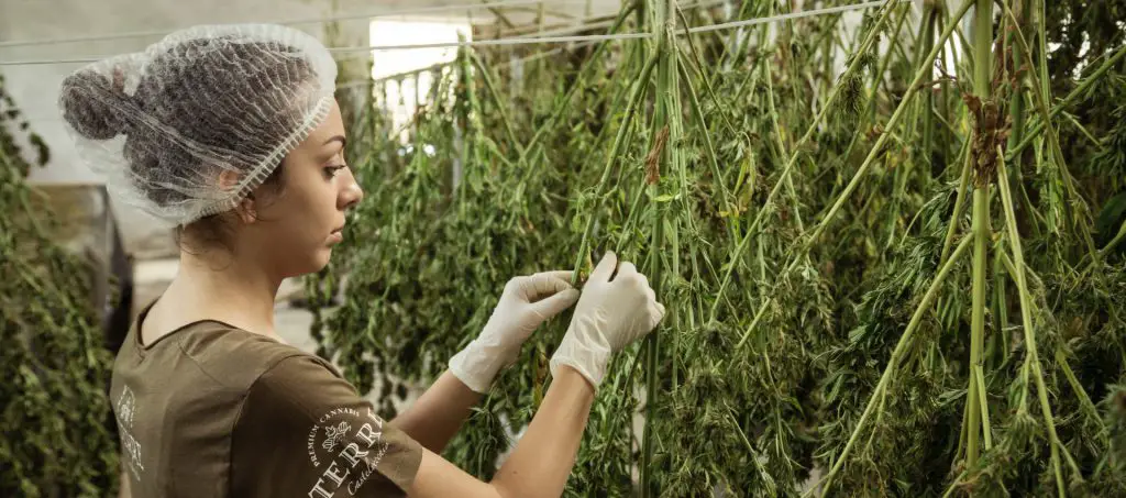 Cannabis Farm Workers