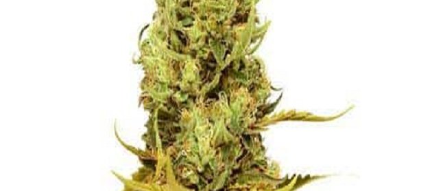 Golden Coat Marijuana 