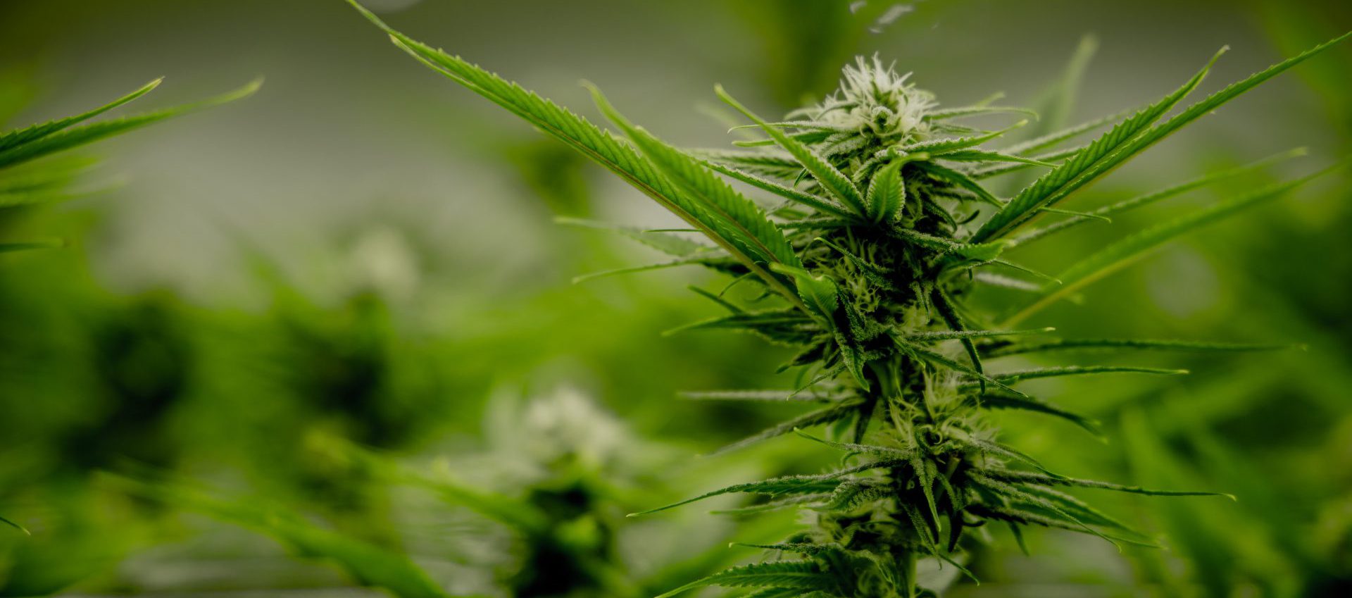 Best Cannabis Fertilizers for Cannabis Plants Growing Marijuana Blog