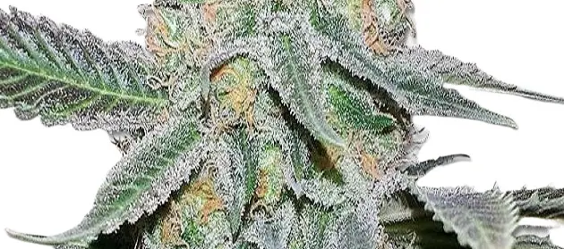 Jorge’s-Diamonds Marijuana