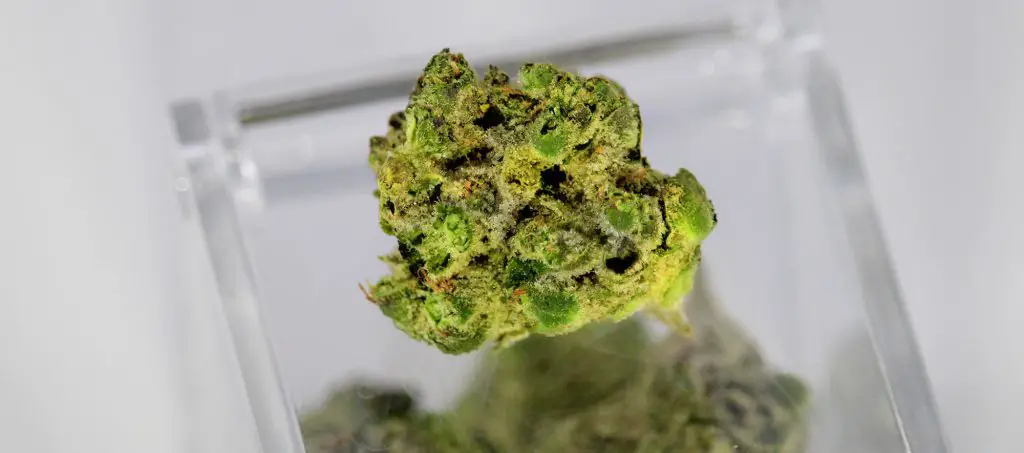 Look good marijuana