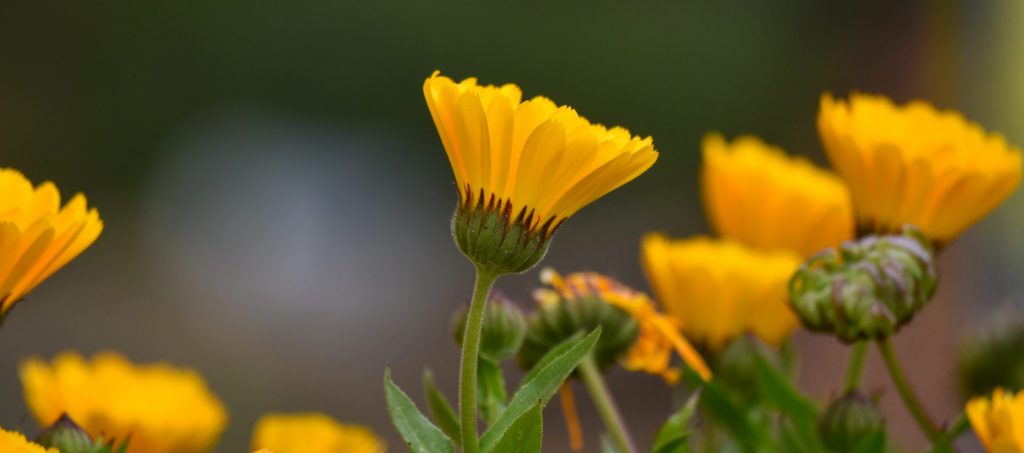 Marigold Insect Control