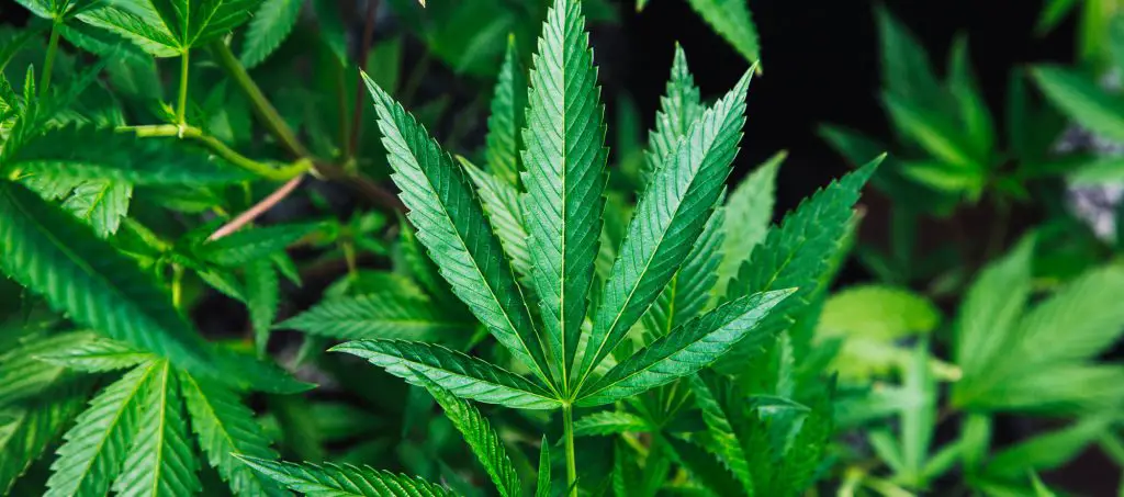 Facts about marijuana Plant