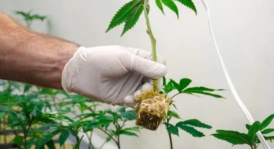 Marijuana Roots