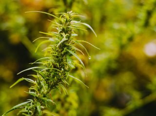 What Are the Medicinal Benefits of Sativa Strains