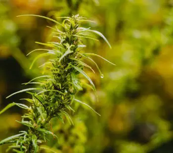 What Are the Medicinal Benefits of Sativa Strains