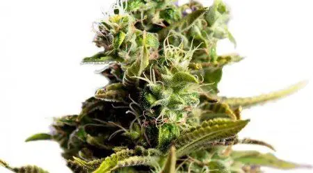 Painkiller XL-Feminized Marijuana Seeds