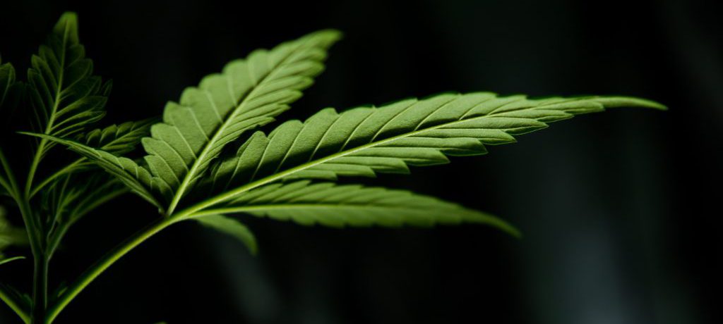 Cannabis Leaves