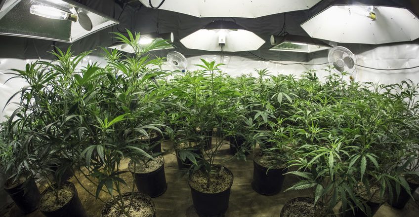 Indoor Marijuana Growing