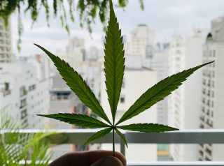 Marijuana Leaf Of Life