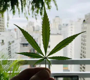 Marijuana Leaf Of Life