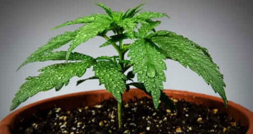 Marijuana pot grow