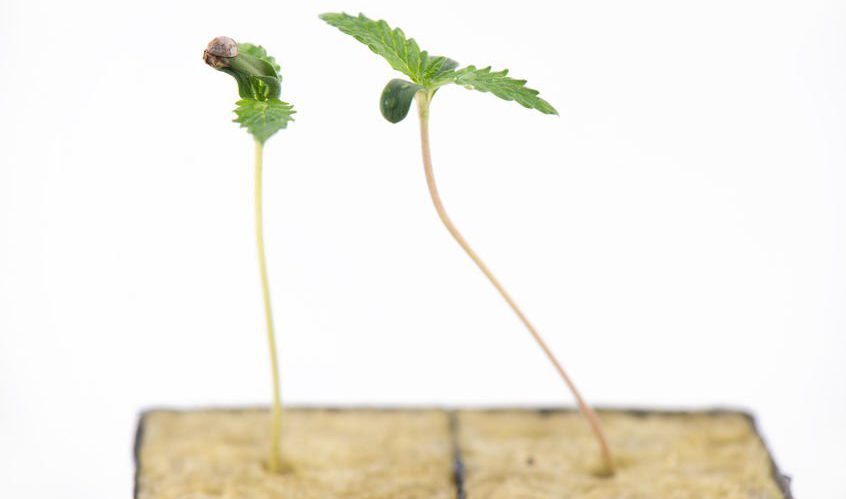 cannabis sprouts