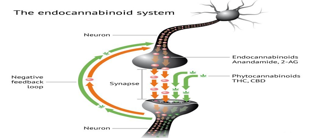 Endocannabinoid System