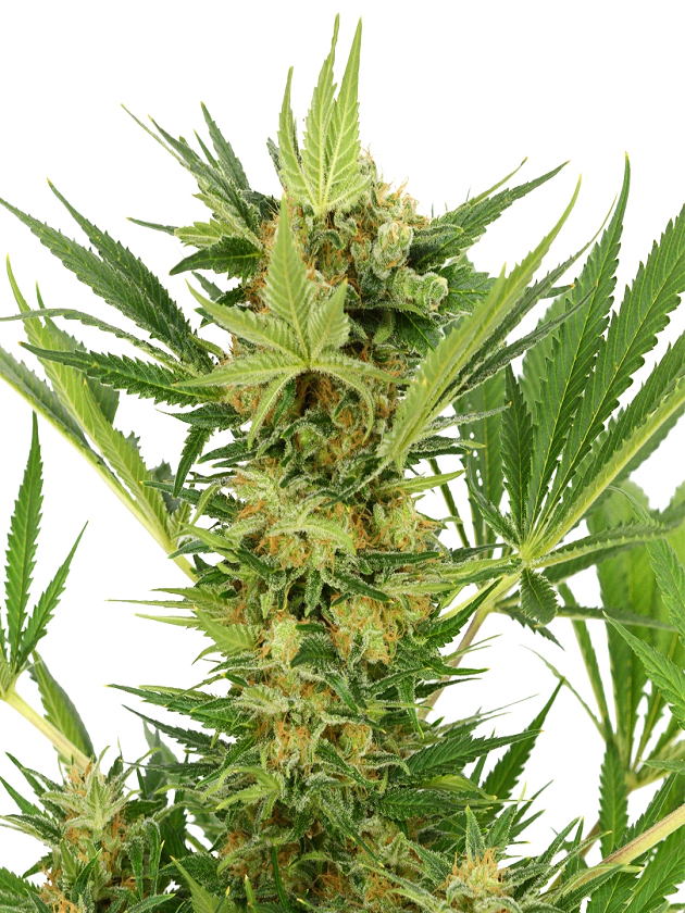 AK 47 Feminized