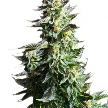 Amnesia Haze Feminized