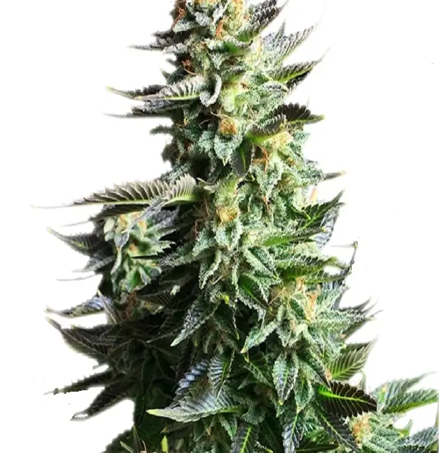 Amnesia Haze Feminized