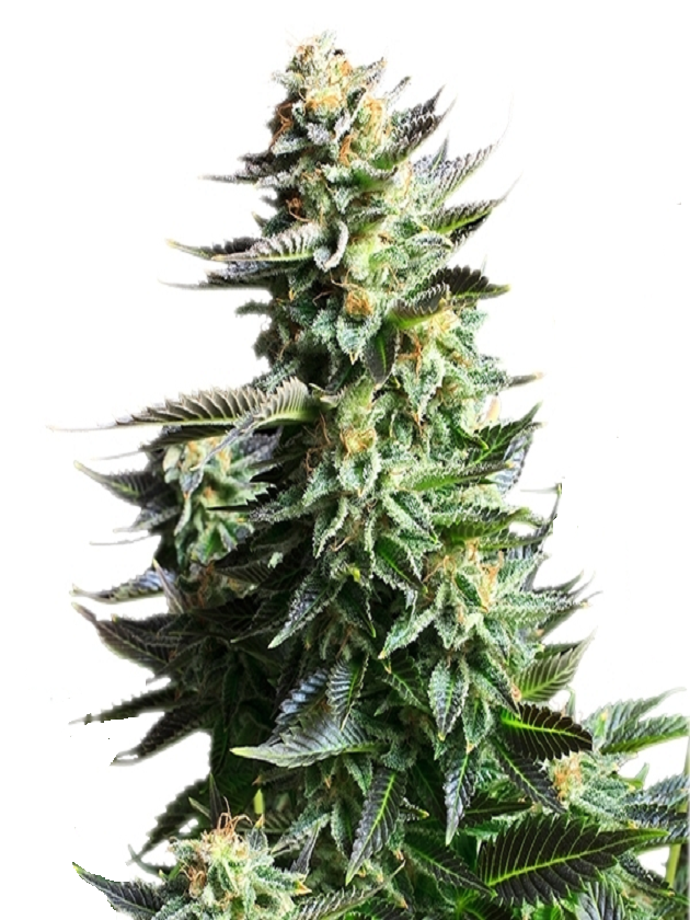 Amnesia Haze Feminized