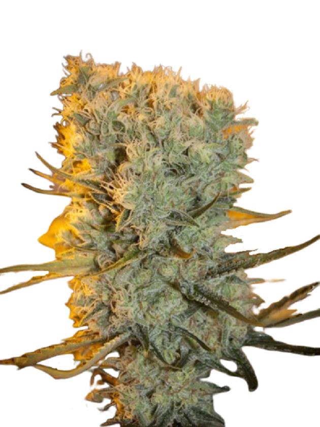 Banana Kush Autoflower