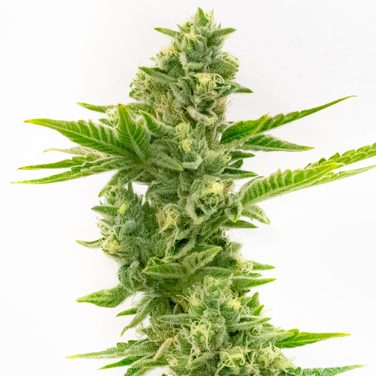 Berry White Feminized Berry White Feminized