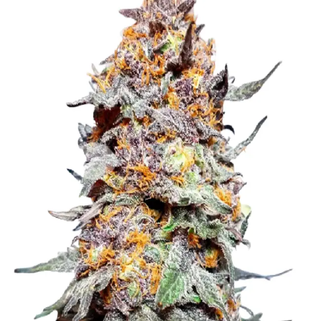 Granddaddy Purple Feminized