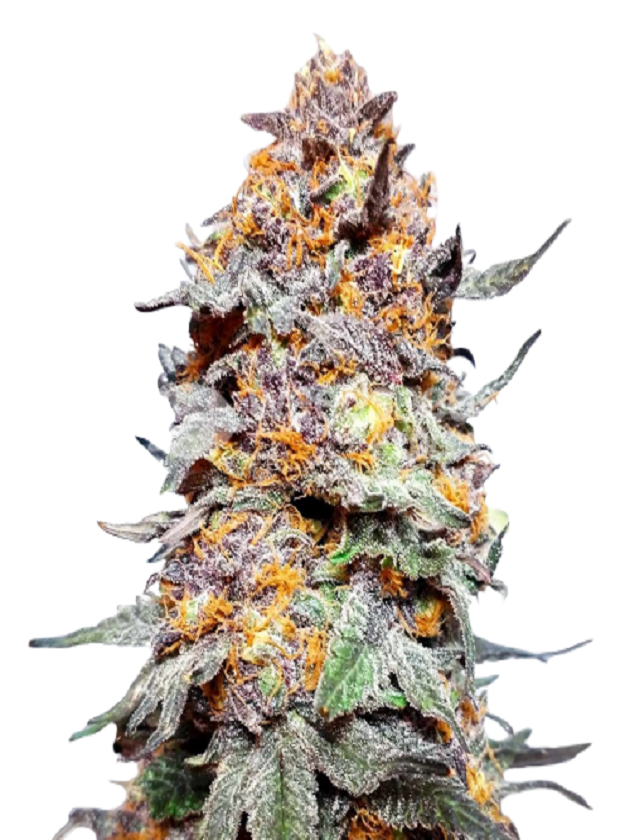 Granddaddy Purple Feminized