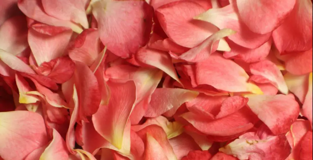 Rose Petals