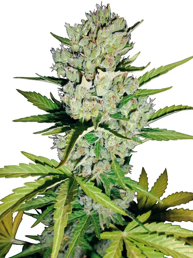 Super Skunk Autoflower Super Skunk Autoflower