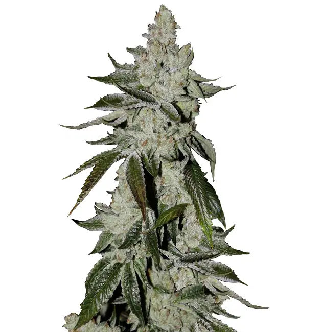 girl scout cookies extreme feminized