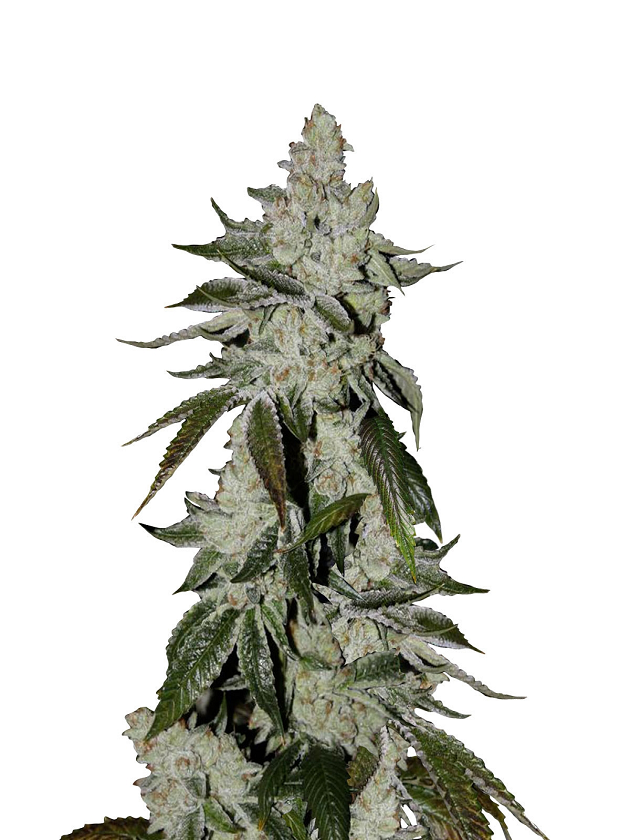 girl scout cookies extreme feminized