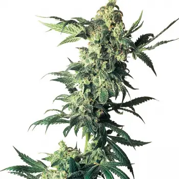 Northern Lights Feminized