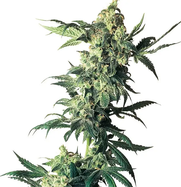 Northern Lights Feminized