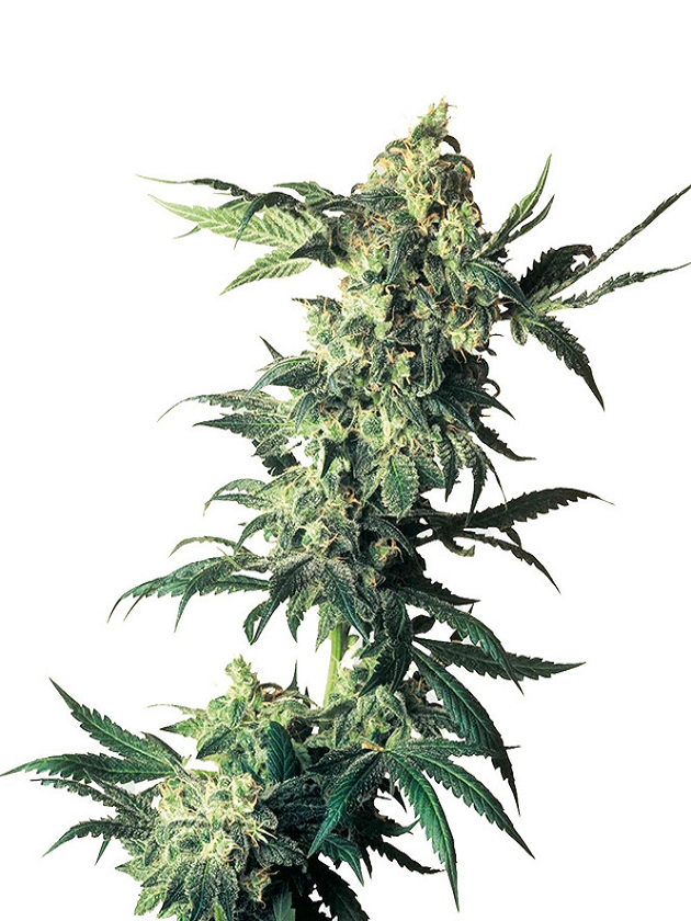 Northern Lights Feminized