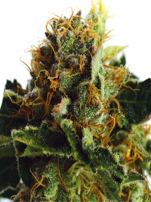 Purple Haze Feminized